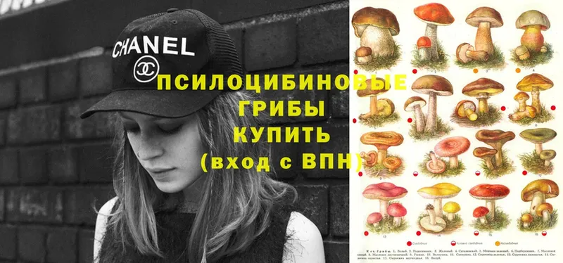 shop формула  Вилюйск  Псилоцибиновые грибы Cubensis 